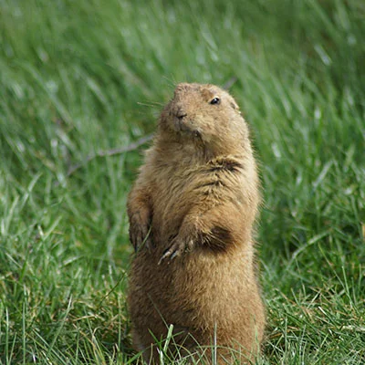 Cheap Car Insurance with Accident Forgiveness: State-by-State Guide